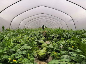 溫州時(shí)令 以節(jié)氣命名的溫州特產(chǎn) 芒種蝦皮 有何故事